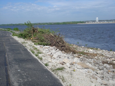 Brush Tore Up From Backhoe